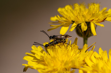 Black soldier fly, ermetia illucens, mating on a vibrant yellow dandelion flower