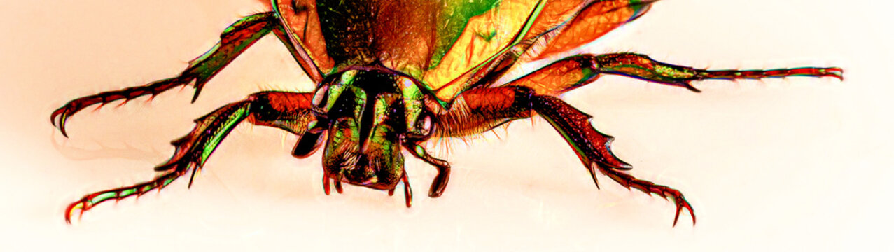 Green June Beetle (Cotinus nitida), GraphicDunwoody, GA