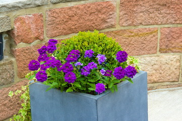 Wundervolle Blumen mit einer Steinmauer im Hintergrund