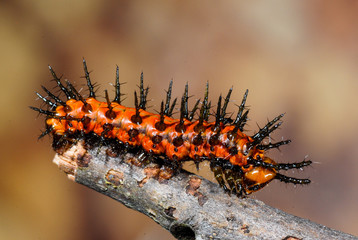 Gulf Fritillary (Agraulis vanillae) Caterpillar, Dunwoody, GA
