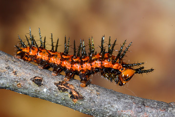 Gulf Fritillary (Agraulis vanillae) Caterpillar, Dunwoody, GA