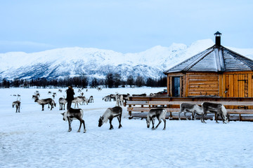 Traditional Sami camp with reindeer herd near Tromso, Norway