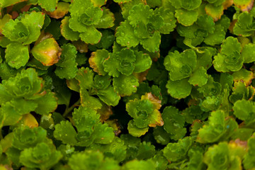 small-leafed background plant