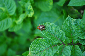 Colorado potato beetle on a green leaf of potato