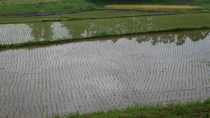 Rice planting, Japanese countryside in May