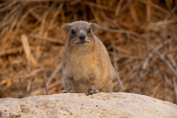 One rock hyrax (Procavia capensis) in Eing Gedi in Israel