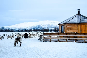 Fotobehang Traditional Sami camp with reindeer herd above the arctic circle © Blanka