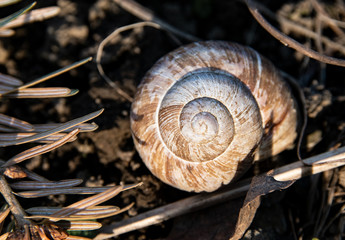 snail on the road