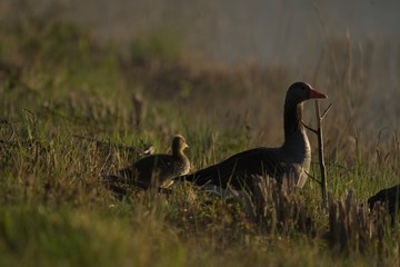 black crowned crane