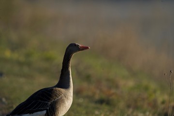 canadian goose on the beach