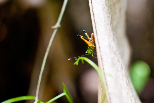 Grilho, inseto parado em &aacute;rvore na mata atl&acirc;ntica brasileira. S&atilde;o Paulo