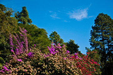 Flores e natureza, um pedaço da mata atlântica brasileira. Serra da Cantareira/ São Paulo