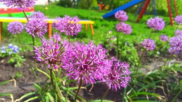 Allium Purple Sensation (Allium aflatunense). Beautiful summer flowers swaying in the wind. 4k nature video.