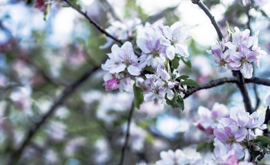 beautiful springtime flowers of a apple tree blooming on sunny