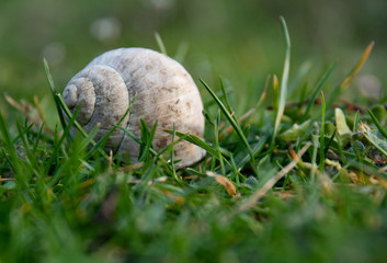 mushrooms in the grass