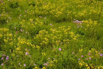 Grasslands Habitat, Grand Teton NP, WY