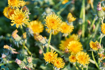 Beautiful spring dandelion flowers. Green field with yellow dandelions. Closeup of yellow spring flowers on the ground