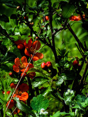 red flowers on a tree