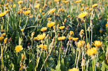 Beautiful spring dandelion flowers. Green field with yellow dandelions. Closeup of yellow spring flowers on the ground
