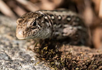 lizard in the grass