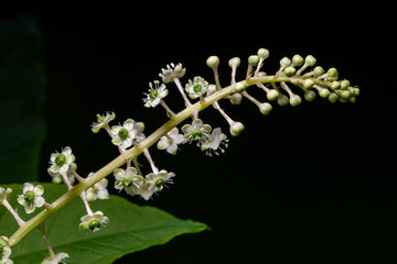 American Pokeweed (Phytolacca americana) Flowers, Dunwoody, GA