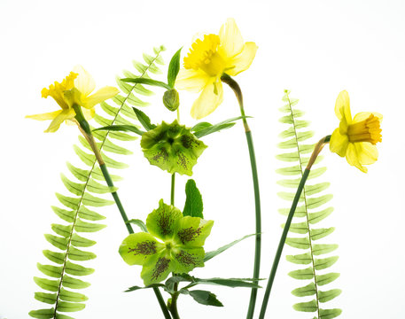 Daffodils (Narcissus pseudonarcissus) and Lenten Roses (Helleborus x hybridus)