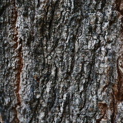 Photo of the bark of a large tree. The bark is dry, cracked, with furrows. Black alternating brown.