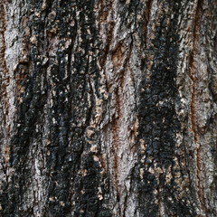 Photo of the bark of a large tree. The bark is dry, cracked, with furrows. Black alternating brown.
