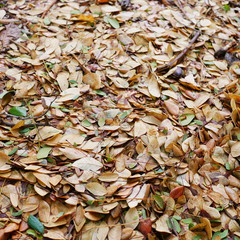 Dry leaves and branches on the ground.photo.