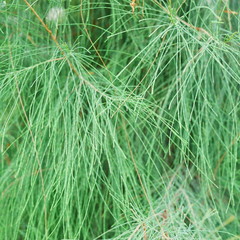 Close-up of pine trees.