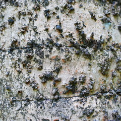 Photo of the bark of a large tree. The bark is dry, cracked, with furrows. Black alternating brown.