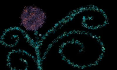 Abstract Flower Art on a Black Background