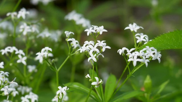 Waldmeister (Galium odoratum)