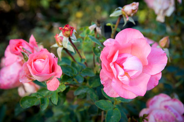 Rose Flowers in Garden