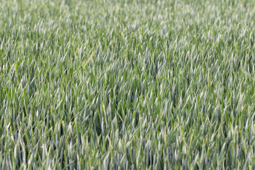 ripening grain field in the wind