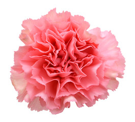 pink carnation isolated on white