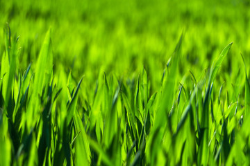 Fototapeta na wymiar Juicy green spring grass. Abstract Summer background texture of colorful green high vegetation. soft focus. New close-up bright green grass in park or football pitch or golf yard.
