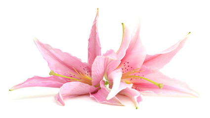 Two pink lily flowers. Isolated on white background - obrazy, fototapety, plakaty