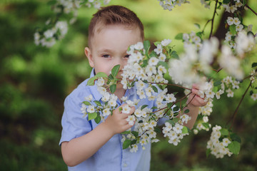 Child is holding branch blooming apple tree in garden
