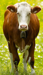 Naklejka na ściany i meble Eine Kuh auf einer Weide in den Salzburger Alpen
