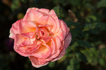 Rose Flowers in Garden
