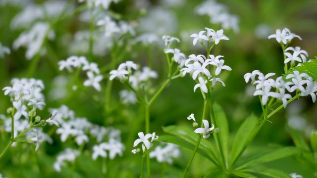 Waldmeister (Galium odoratum)