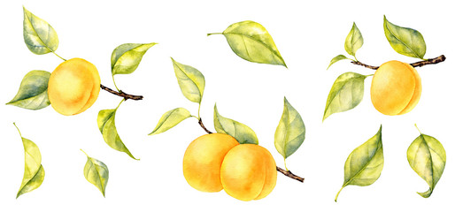 watercolor drawing branches of apricot