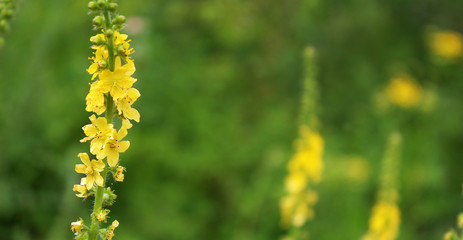 Wild summer yellow flower on a blurred background of green meadow.