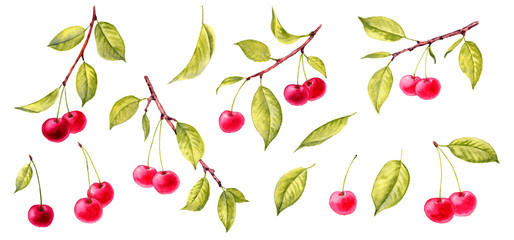 watercolor drawing branches of cherry tree