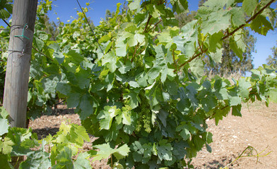 the vine plants of the vineyards of carignano in the south of sardinia