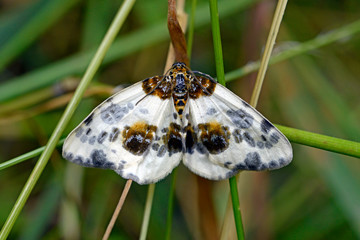 clouded magpie / Ulmen-Harlekin (Abraxas sylvata), Bavaria, Germany / Bayrischer Wald, Deutschland