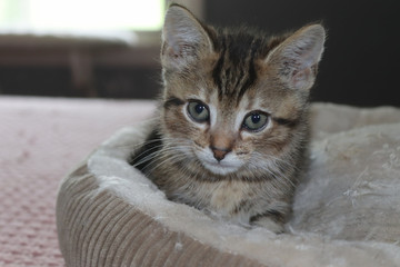 FLUFFY BROWN STRIPED TABBY KITTEN