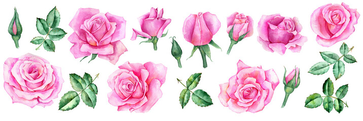 watercolor drawing flower of rose