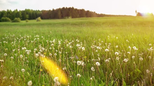 A green wild meadow with dandelions. The sun is low. Camera slowly zooms in to the right. Bird sounds and insect noises. Real time.